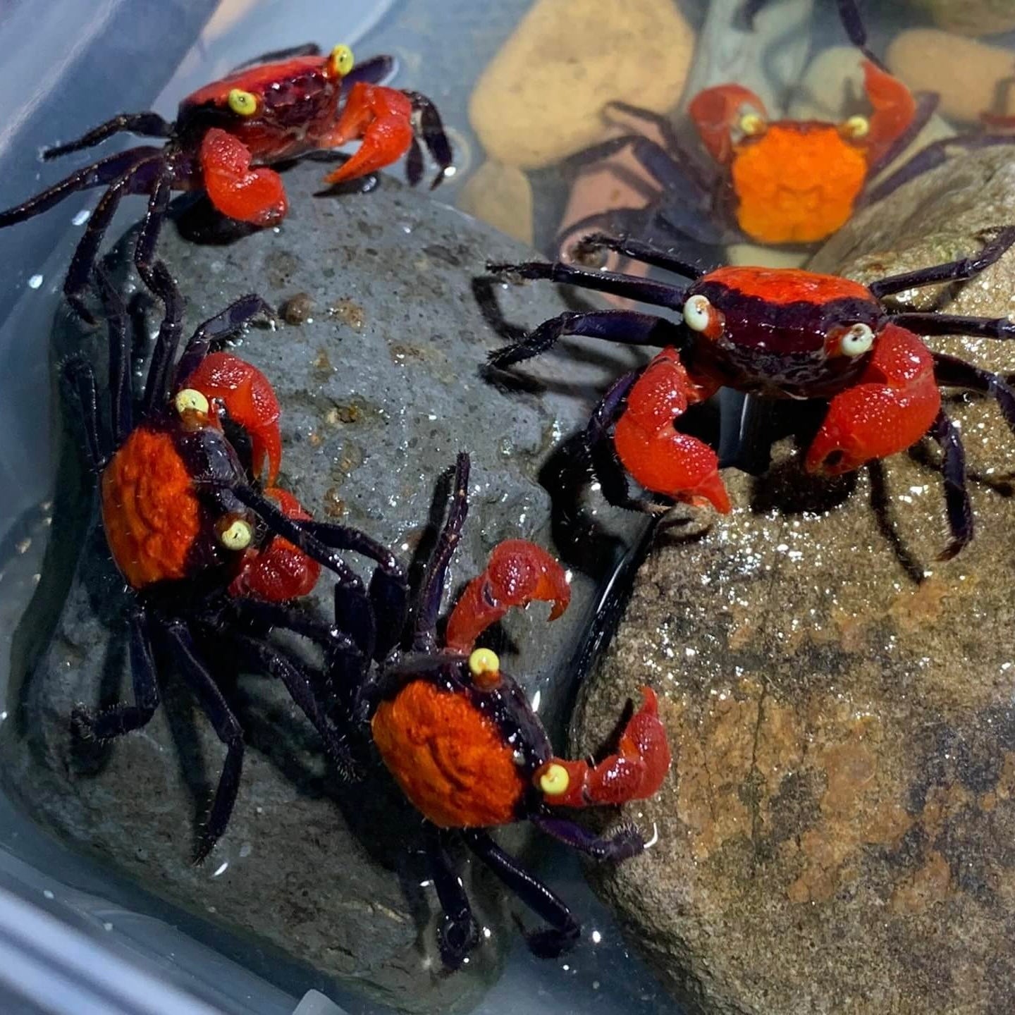 Mâle - Crabe vampire Geosesarma "Red Devil"