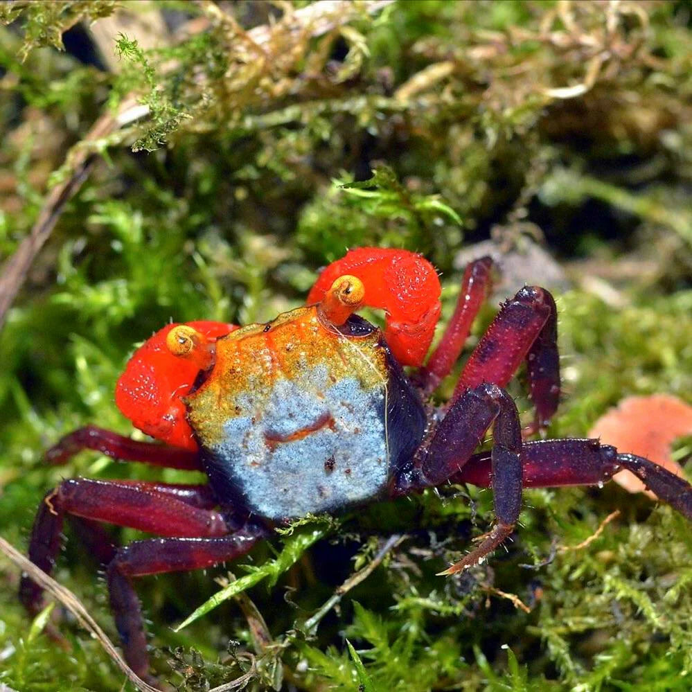 Mâle - Crabe Vampire Geosesarma "Rainbow"