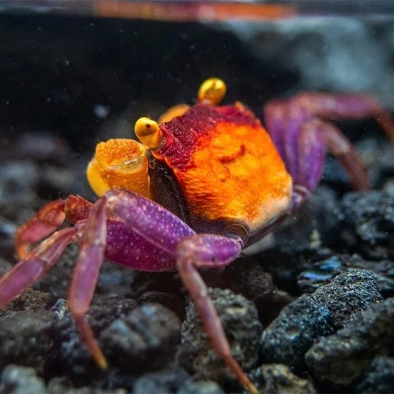 Femelle - Crabe Vampire Geosesarma "Apricot"