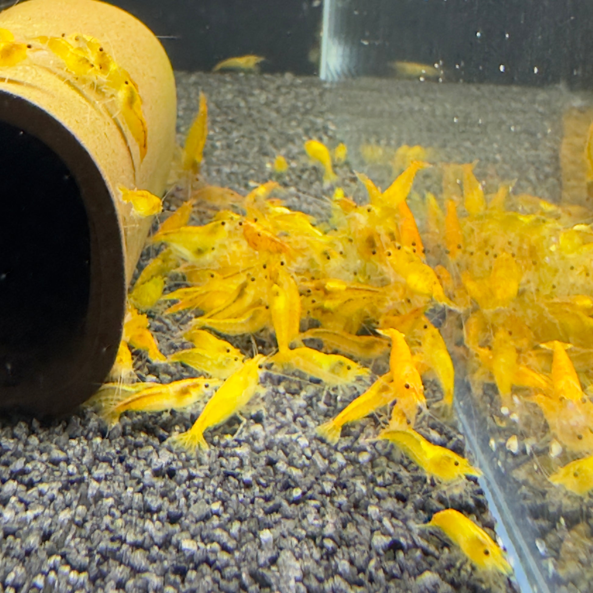 Orange Jaune - Neocaridina Davidi - Lot de 10 + 2