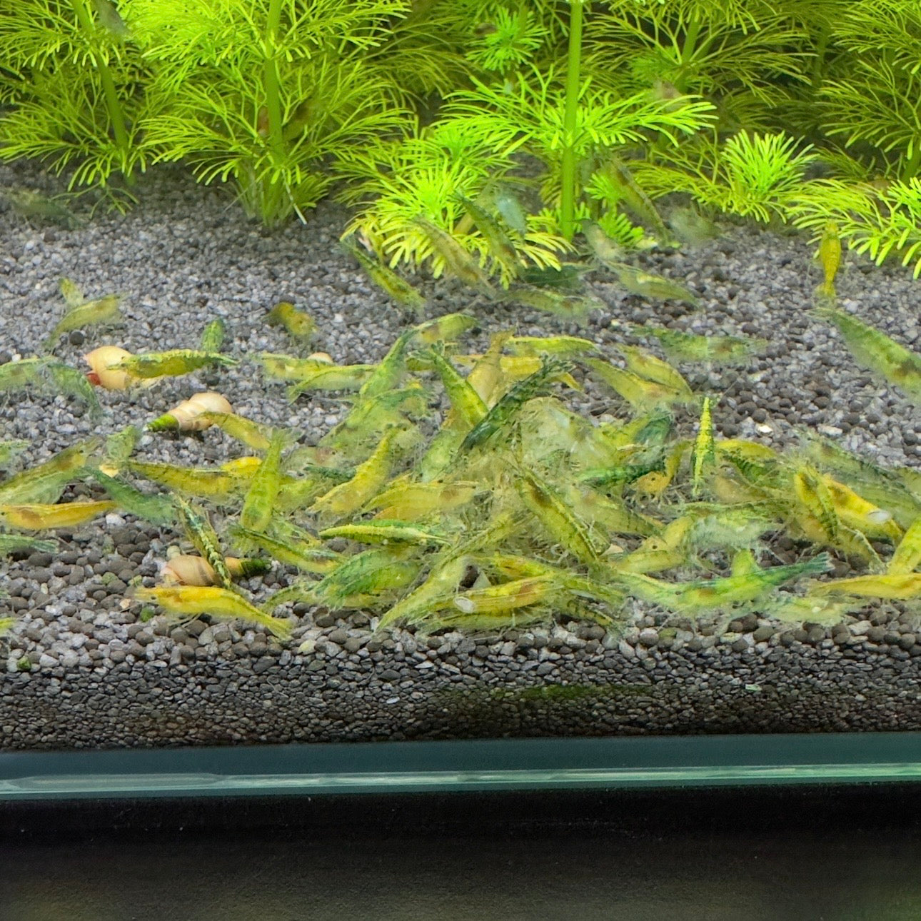 Green - Neocaridina Davidi - Lot de 10 + 2