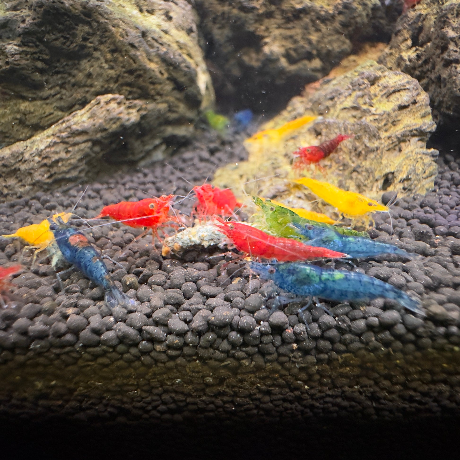 Skittles Mix - Neocaridina Davidi - Lot de 10 + 2