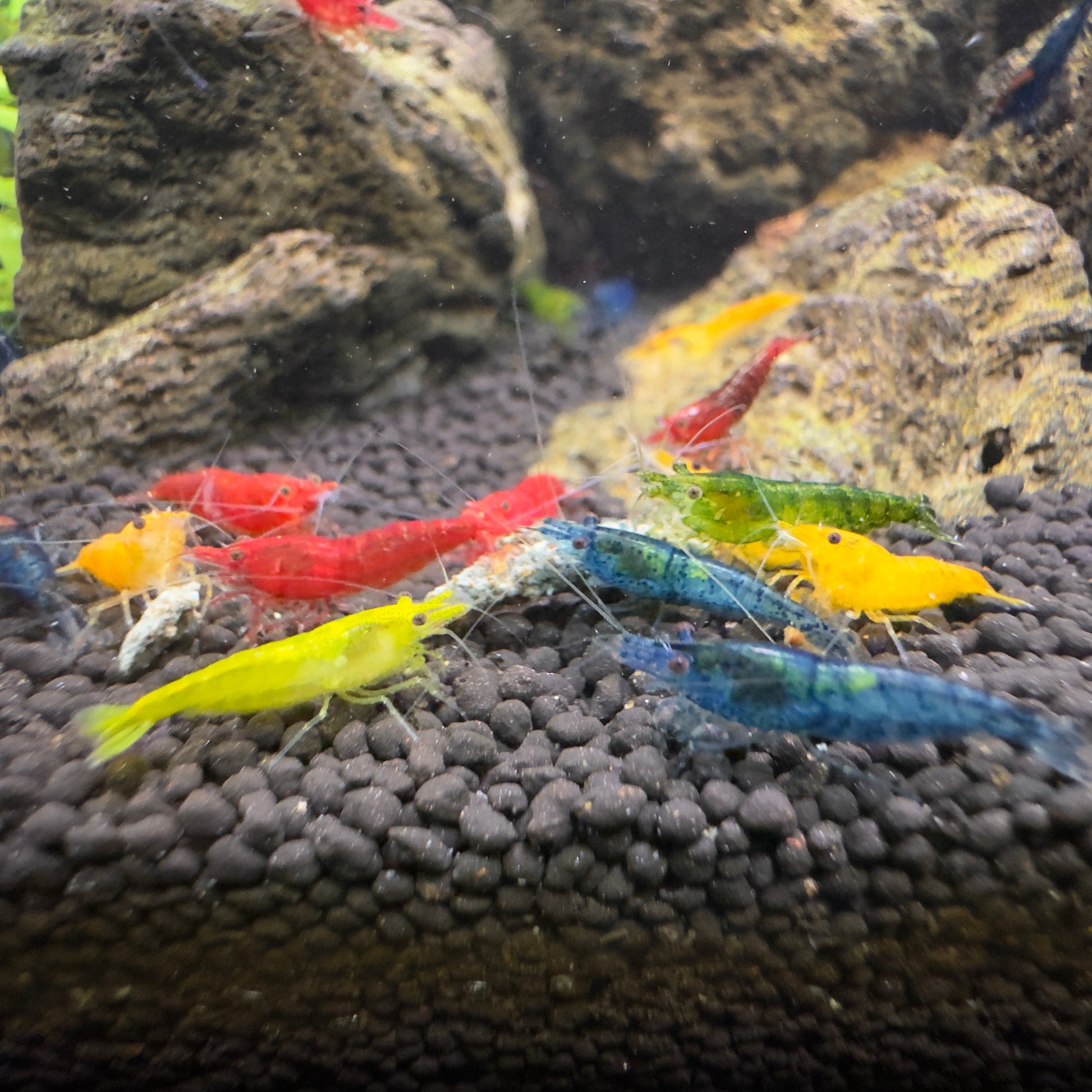 Skittles Mix - Neocaridina Davidi - Lot de 10 + 2