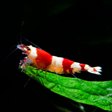Crystal Red "CRS" 3 stripes - Caridina cf. cantonensis - Lot de 10 + 2
