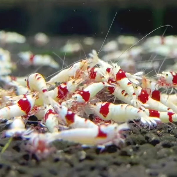 Pure Red Line "PRL" - Caridina cf. cantonensis - Lot de 10 + 2