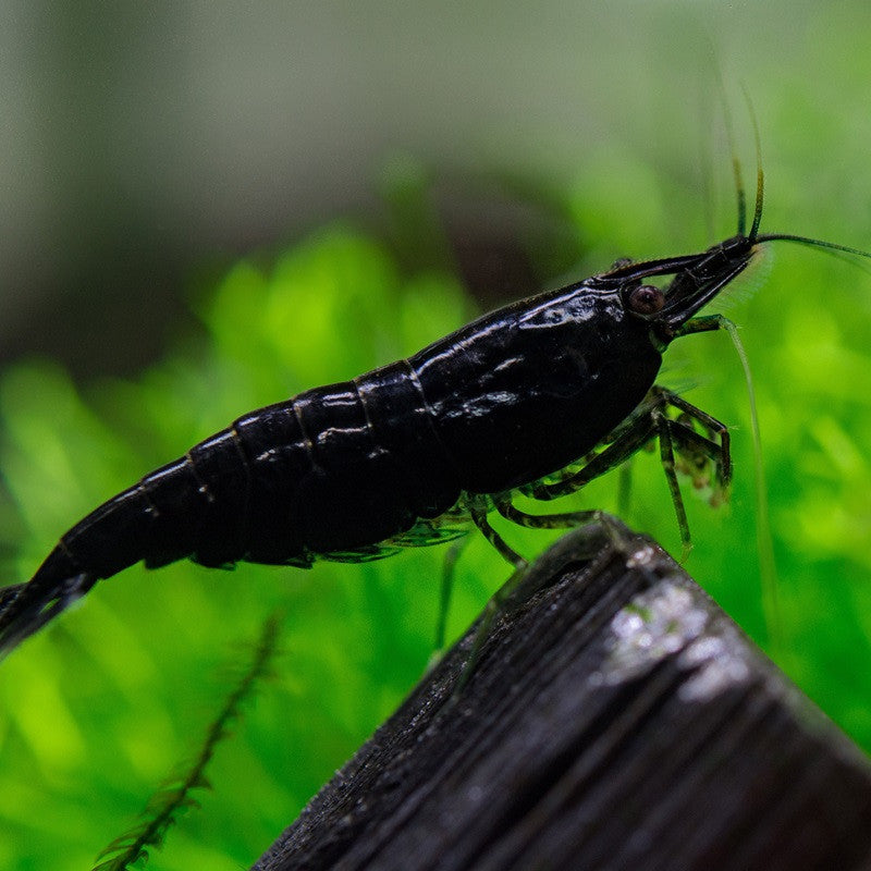 Black Sakura - Neocaridina Davidi - Lot de 10 + 2