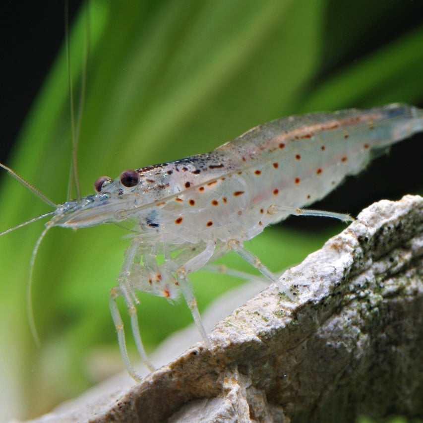 Japonica - Caridina multidentata "Amano"