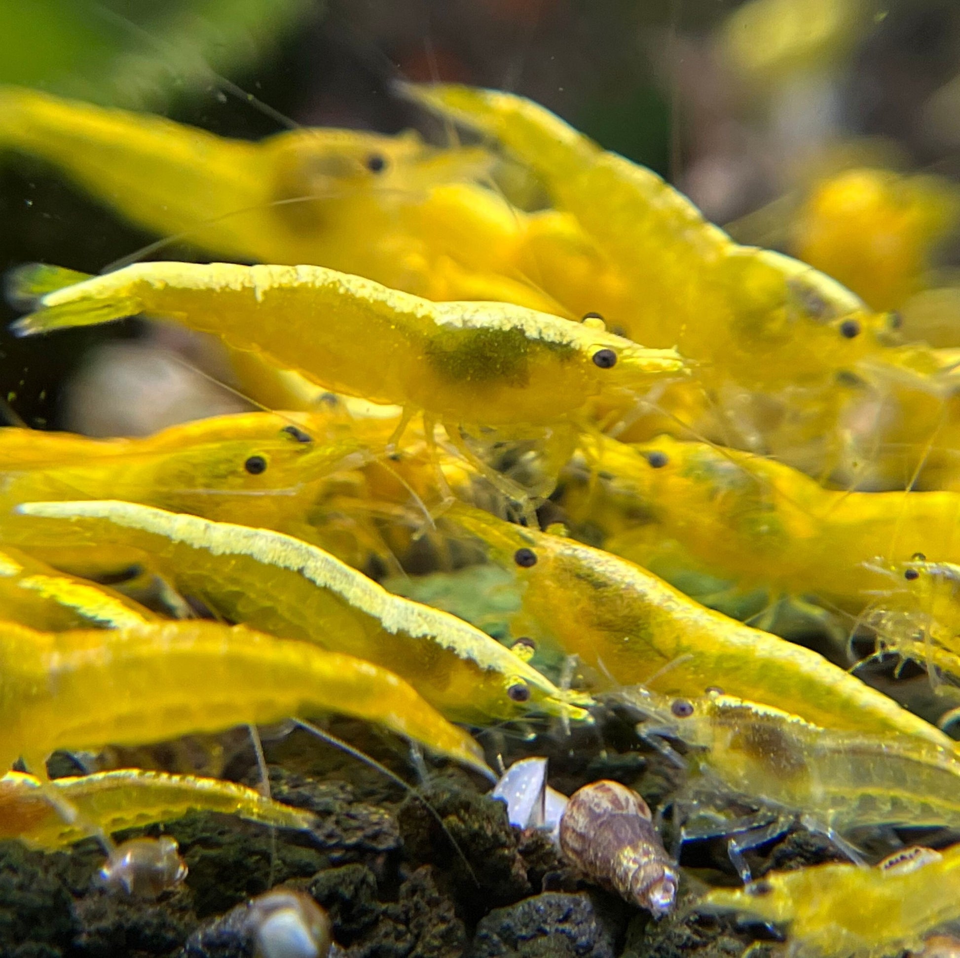 Yellow Néon - Neocaridina Davidi - Lot de 10 + 2