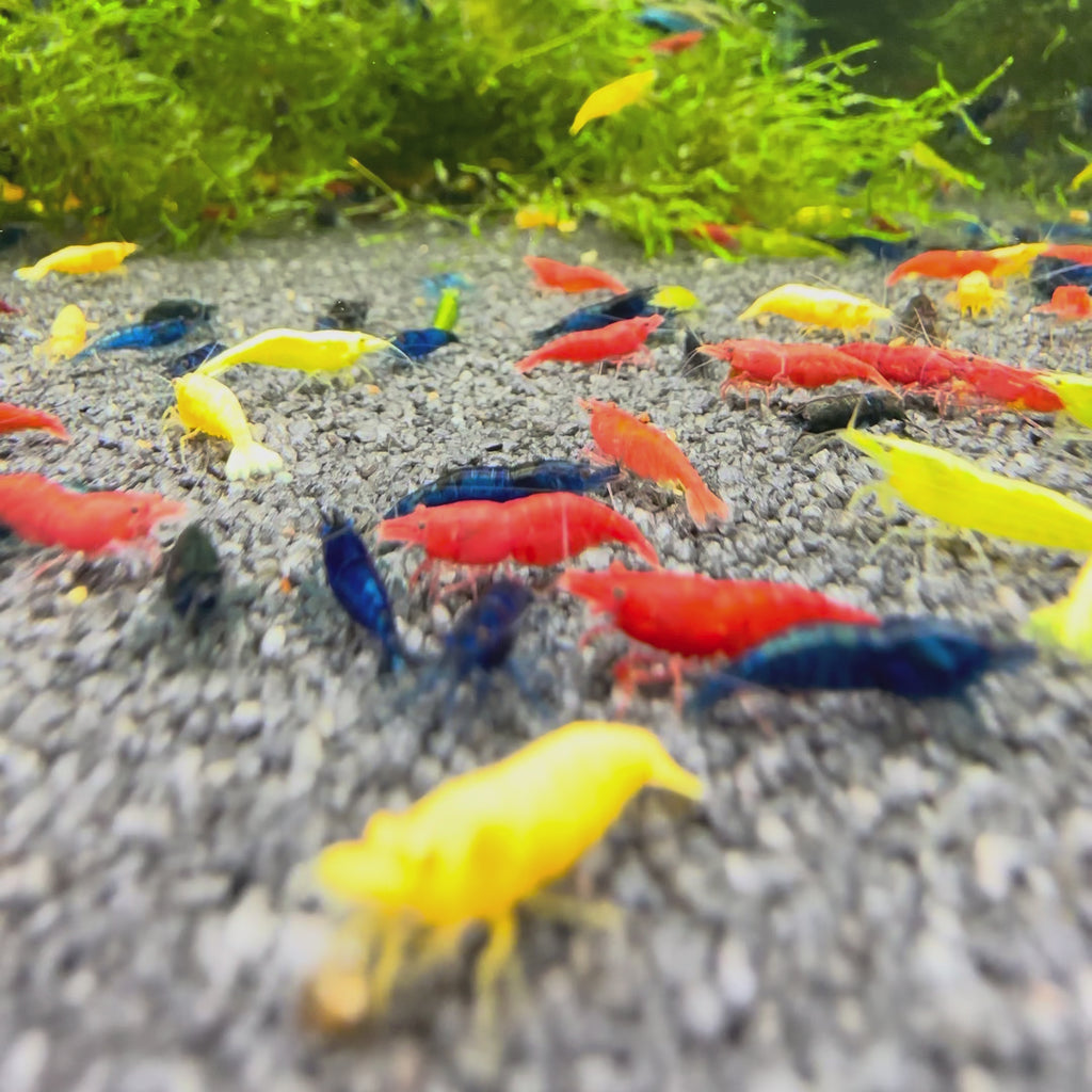 Skittles Mix - Neocaridina Davidi - Lot de 10 + 2