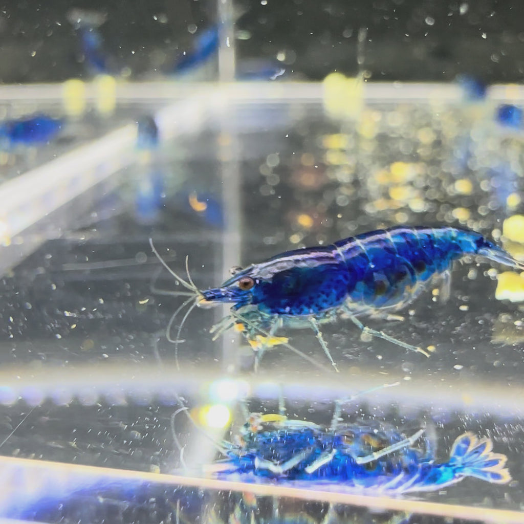 Blue Dream - Neocaridina Davidi - Lot de 10 + 2