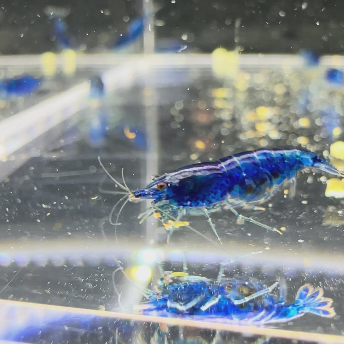 Blue Dream - Neocaridina Davidi - Lot de 10 + 2