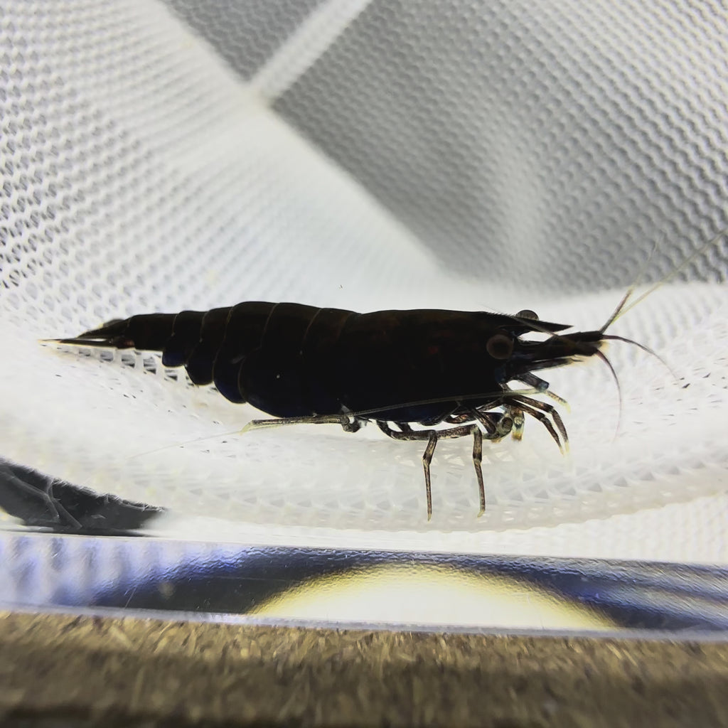 Black Sakura - Neocaridina Davidi - Lot de 10 + 2