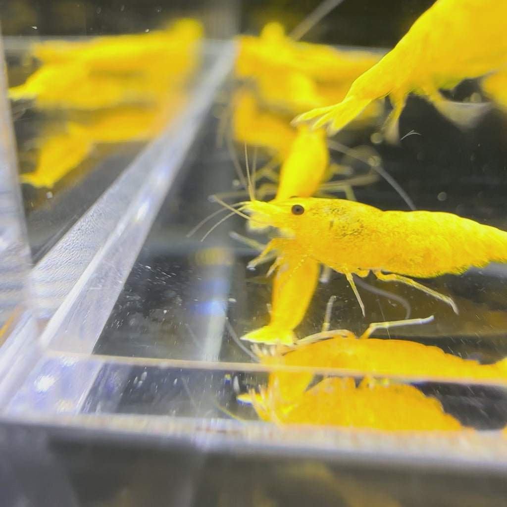 Golden Pumpkin - Neocaridina Davidi - Lot de 10 + 2