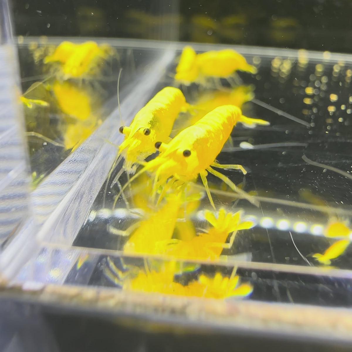 Yellow Néon - Neocaridina Davidi - Lot de 10 + 2