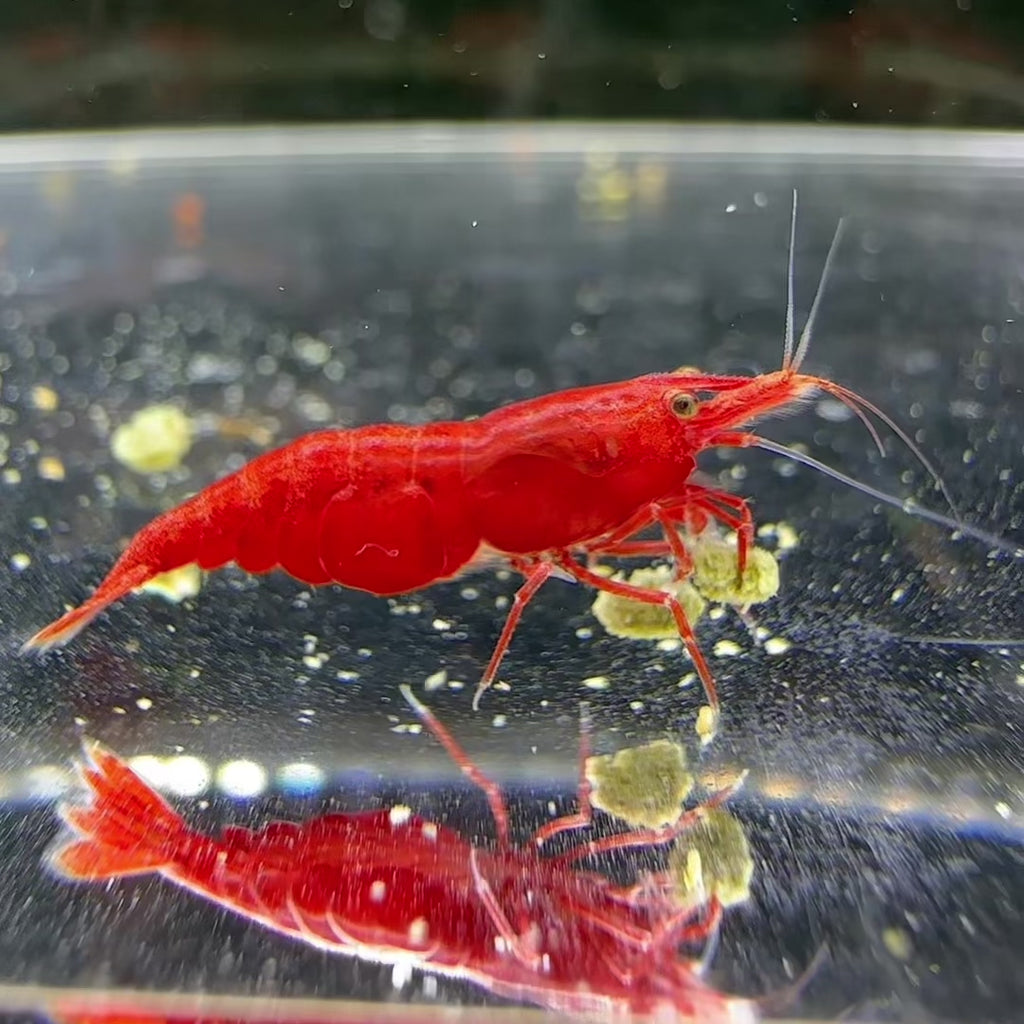 Bloody Mary - Neocaridina Davidi - Lot de 10 + 2
